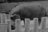 Hypo Milk