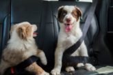 Pets