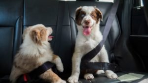 Pets