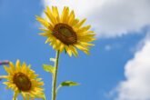 Sunflower 6515860 1280