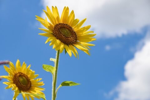 Sunflower 6515860 1280
