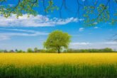 Rapeseed G124bc8943 640