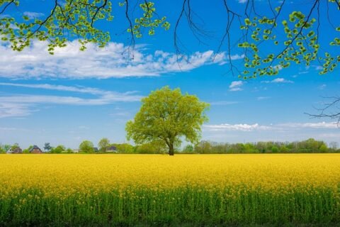 Rapeseed G124bc8943 640