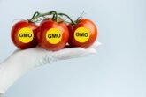 Gmo Modified Tomatoes Front View22