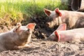Animals G32ebfa16b 1280
