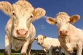Cows 1029077 1280