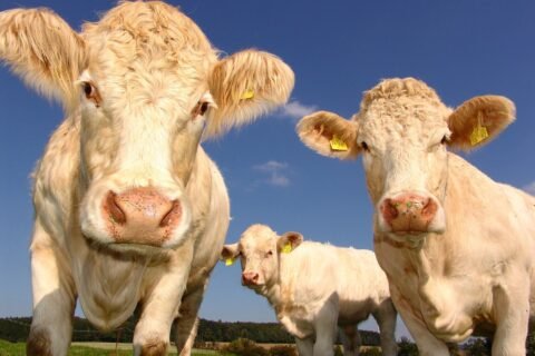 Cows 1029077 1280
