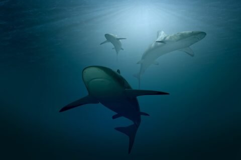 Shark 3347787 1280