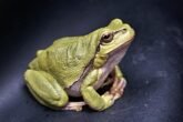 Frog 111179 640