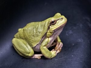 Frog 111179 640
