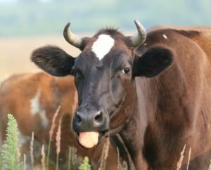 Cow 1544320 1280