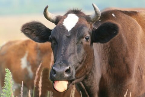 Cow 1544320 1280