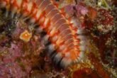 Fire Worm 230016 1280