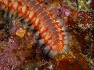 Fire Worm 230016 1280