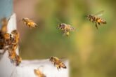 Bees 8267791 1280